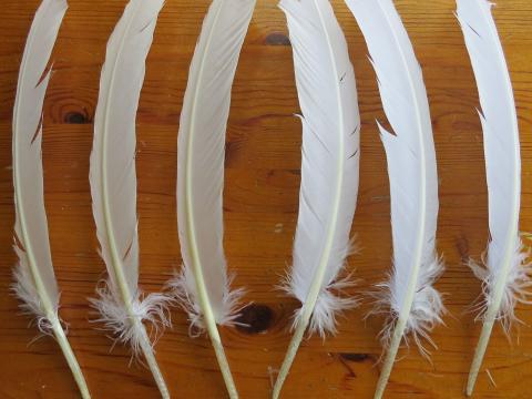 White Turkey Quills