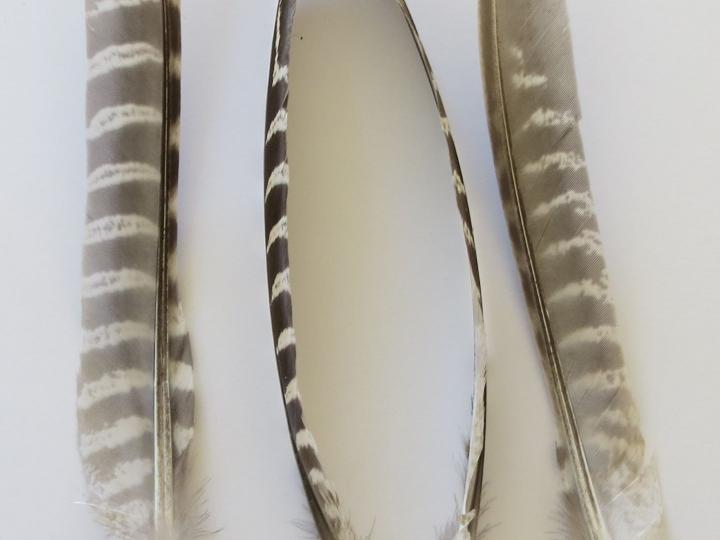 Pheasant Primary Wing Feathers - Feathergirl
