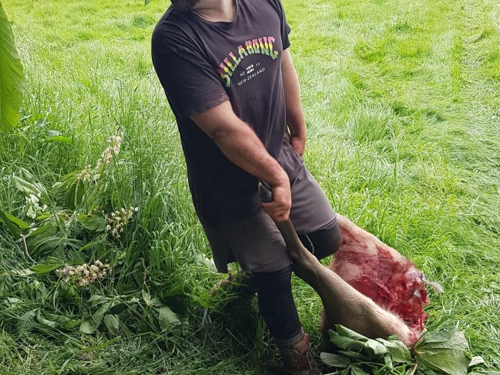 Caleb and sambar hind quarters