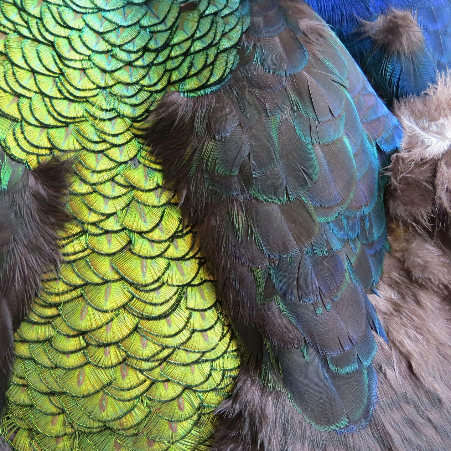 Melanistic Peacock Pelt - Feathergirl