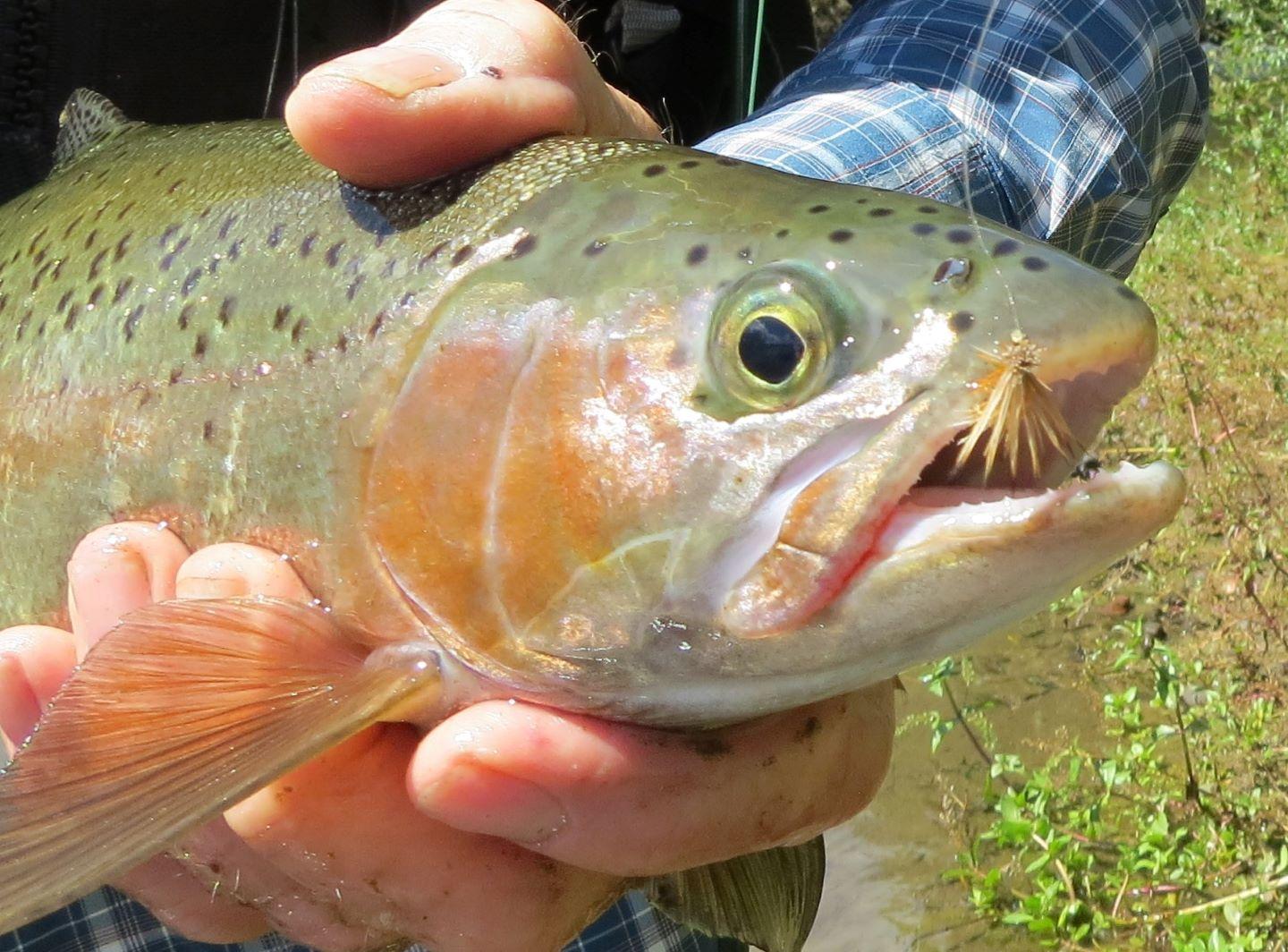 Trout A Plenty in the Bay of Plenty 6 March 2021 | Fly Fishing & Guiding