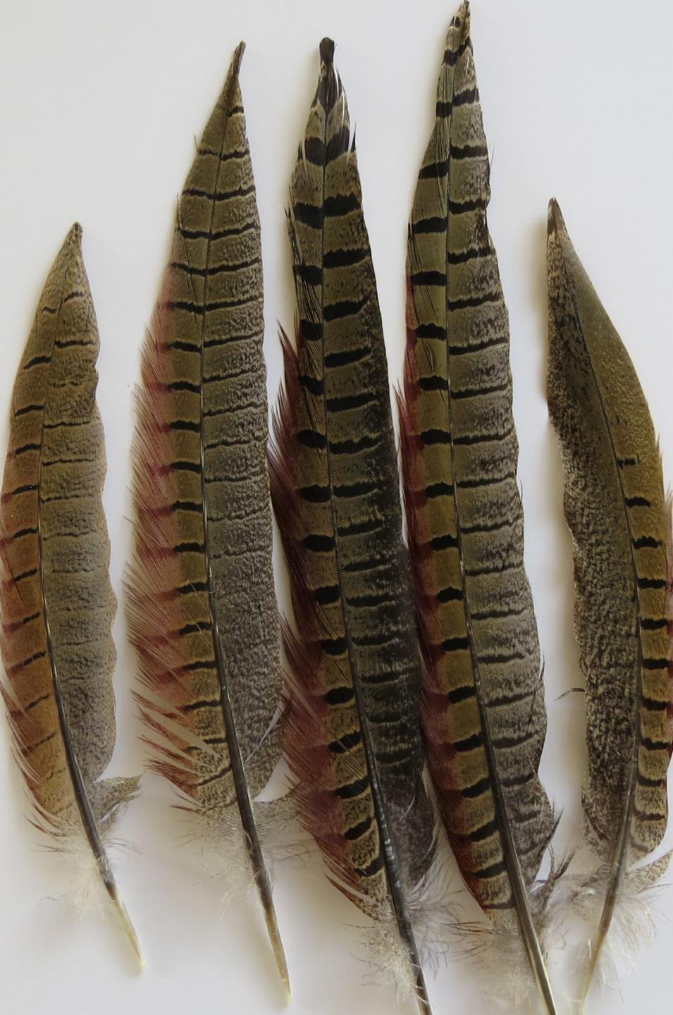 https://www.feathergirl.co.nz/sites/www.feathergirl.co.nz/files/styles/full_1440/public/product-images/pheasant-tail-feathers-medium-closeup.jpg