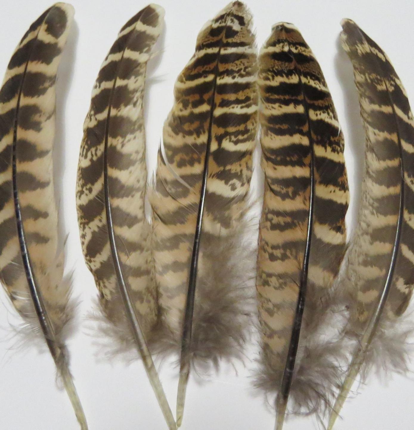 Pheasant Wing Quill Feathers Beige - Feathergirl