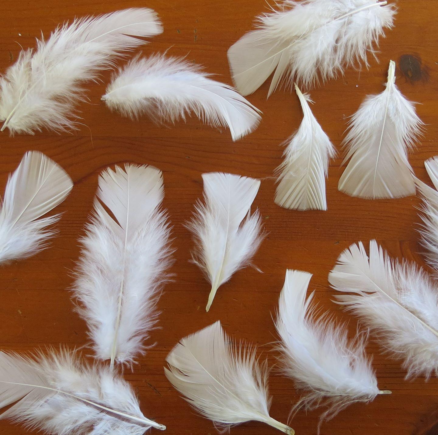 400+ Natural White turkey feathers loose small feathers plumage 2