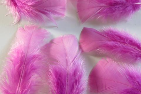 Fairy Pink Turkey Plumage Closeup