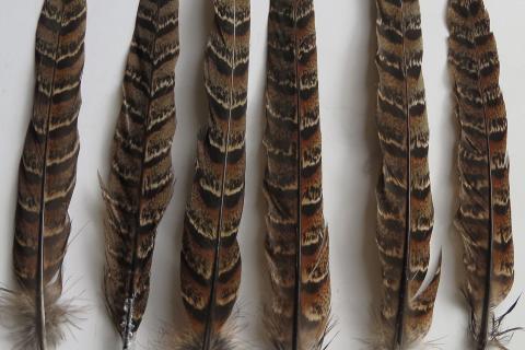 Melanistic hen pheasant tail feather examples