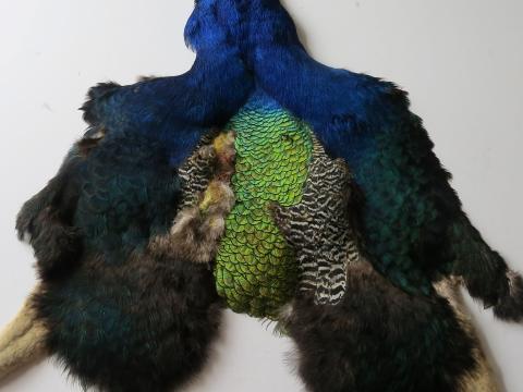 Second Grade Peacock Pelt
