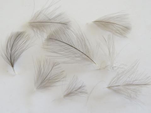 CDC Feathers Closeup