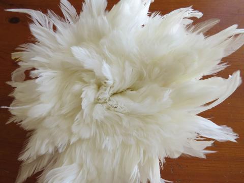 Where can i buy 2024 white feathers in bulk