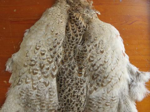 Blonde Hen Pheasant Pelt