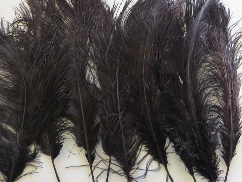 Black Ostrich Quill 35 cm Bulk