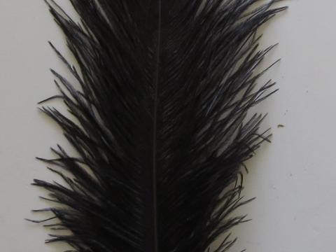 Black Ostrich Quill 35 cm Closeup