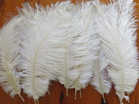 Ostrich Plume 35 cm Bulk