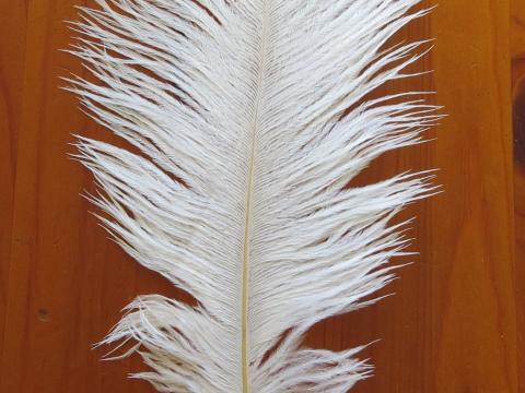 Ostrich Plume 35 cm Closeup