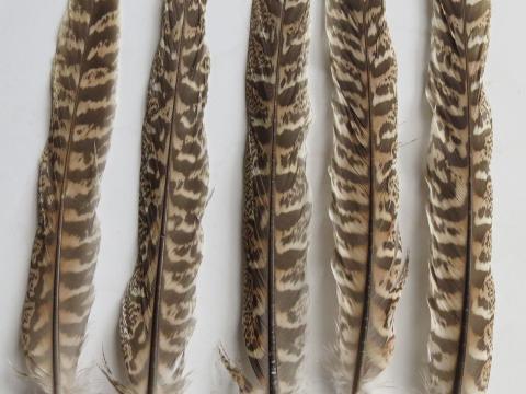 Blonde hen pheasant tail feather examples