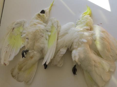 Cockatoos