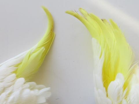 Cockatoo Crest Feathers