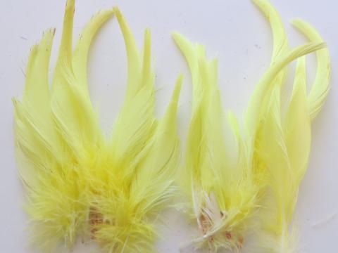 Cockatoo Crest Feathers