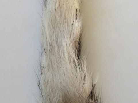 Fallow Deer Tail