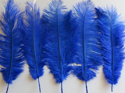 Royal Blue Ostrich Plume 35 cm Examples