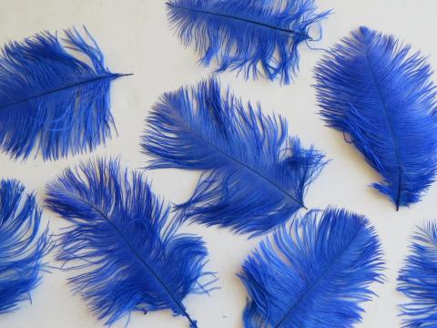 Royal Blue Ostrich Drab Feathers