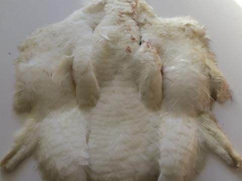 White Turkey Pelt