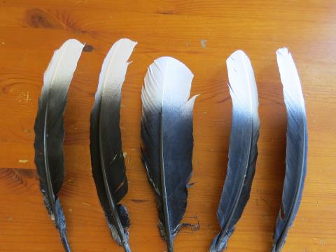 Black and White Tipped Kapa Haka Feathers