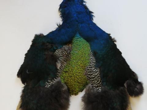 second grade peacock pelt