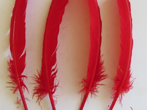 Red Kapa Haka Feathers