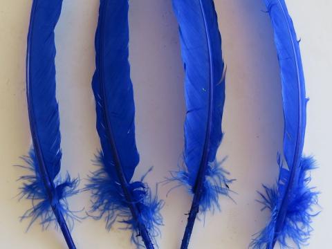 Royal Blue Kapa Haka Feathers