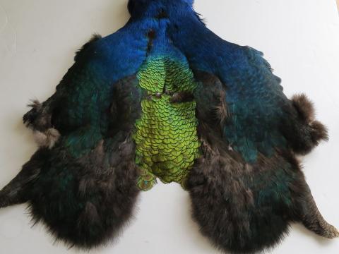 Melanistic Peacock Pelt
