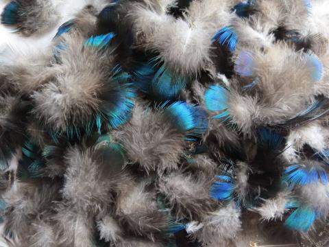 Beautiful Blue and Green Loose Feathers Bulk