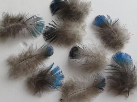 Beautiful Blue and Green Loose Feathers Closeup