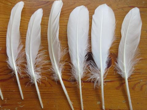 Natural white goose quills