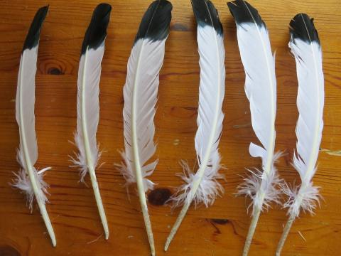 White turkey quills with black tips