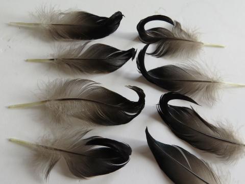 Curly Wurly Feathers