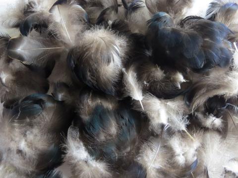 Dark Blue Feathers Bulk