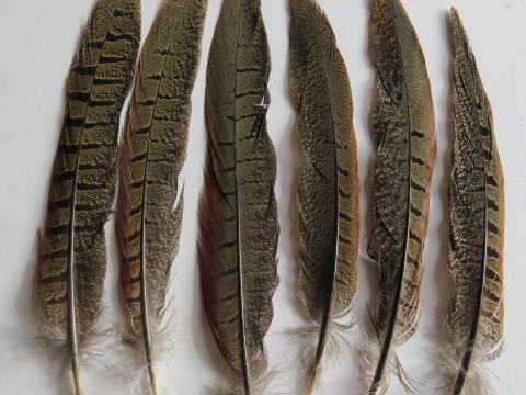 Pheasant Tail Feathers Short