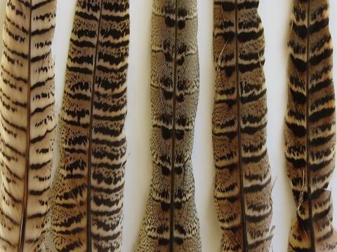 Golden Pheasant Tail Feathers - Feathergirl