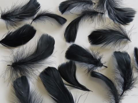 Teal Turkey Plumage Feathers - Feathergirl