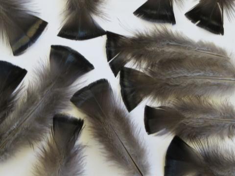 Black Turkey Plumage Feathers - Feathergirl