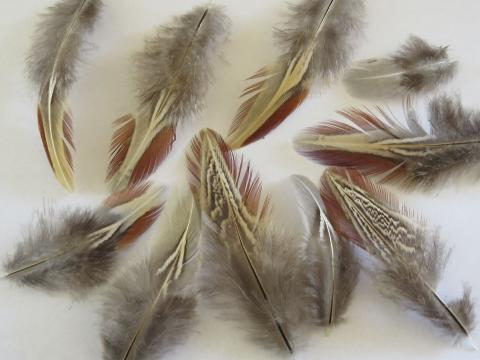Lady Amhurst Green Loose Feathers - Feathergirl