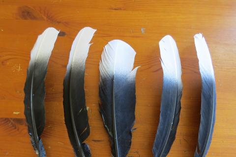 Black and White Tipped Kapa Haka Feathers