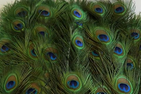 Peacock Eye Feathers Long Bulk